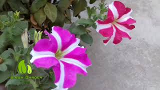 How to collect seeds of petunia plant || Singh Garden Tips