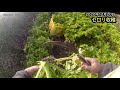 白ネギ発芽とセロリ収穫 2020年12月20日 #352