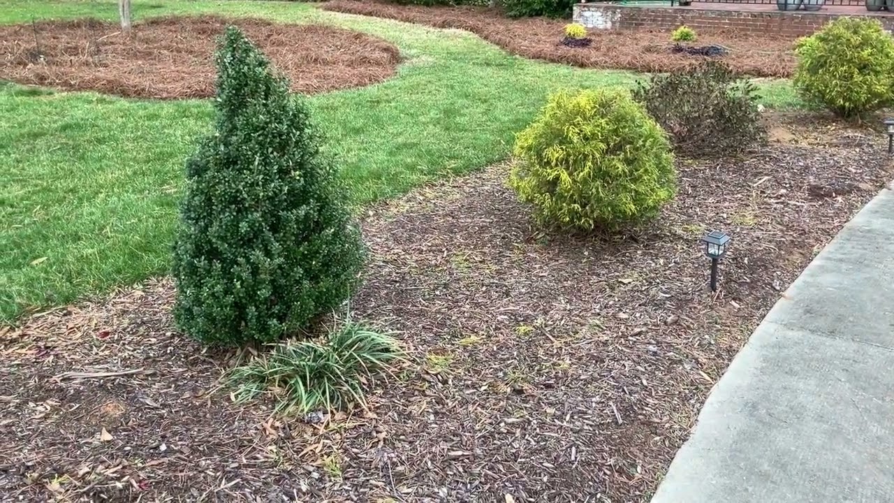 Советы по озеленению кустарниковых насаждений на 2025-2026 годы