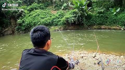 Câu cá chạch mùa lũ khủng...bà con hãy đăng ký kênh và chia sẻ ủng hộ mk có video hay hơn nhé