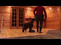 Jackie Field Spaniel Trick Dog Advanced の動画、YouTube動画。