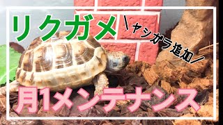 【リクガメ】月１ルーティン～飼育ケージメンテナンスとヤシガラ追加♬～