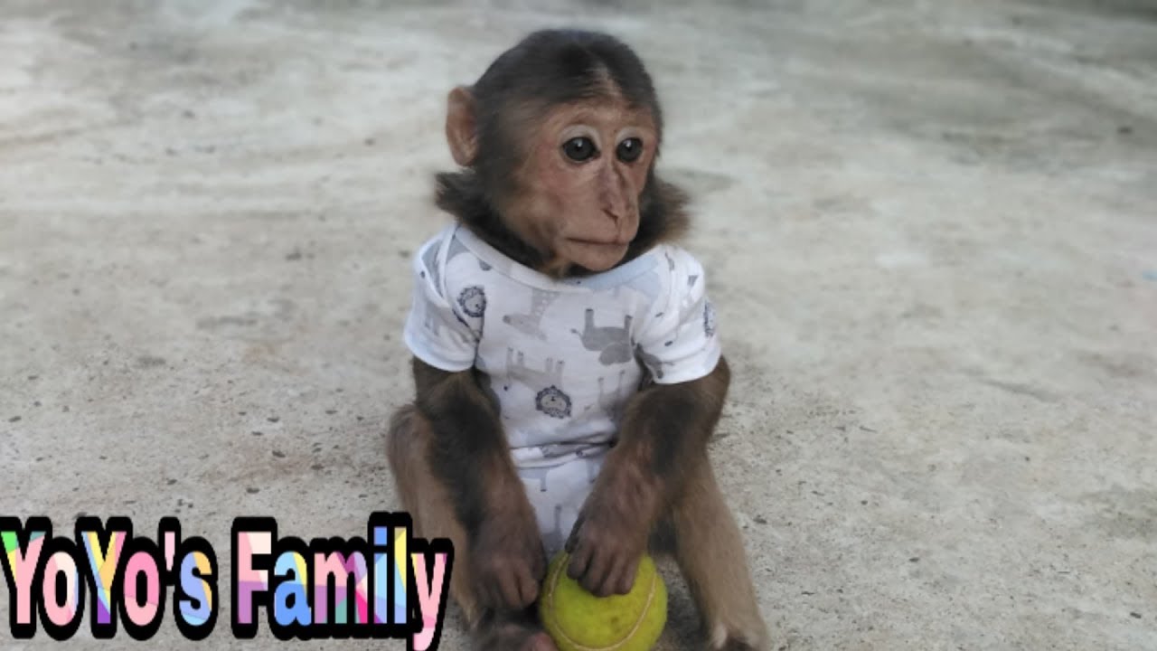 Baby Monkey |YoYo Monkey eats Fruit and plays With Mom|Family yoyo's|