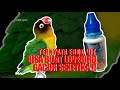 Vitamin Burung Lovebird Ebod Vit