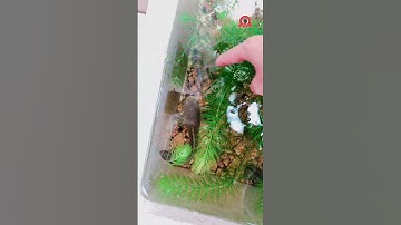 Nuôi cá lóc tiểu hoàng đế ngoài trời bằng thùng xốp