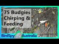 75 Budgies Chirping, Singing, Playing and Feeding | BirdSpyAus