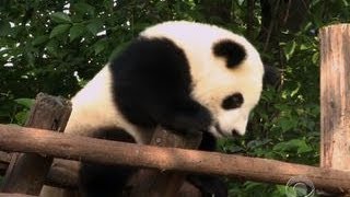 Conservationists fight to save giant panda in China