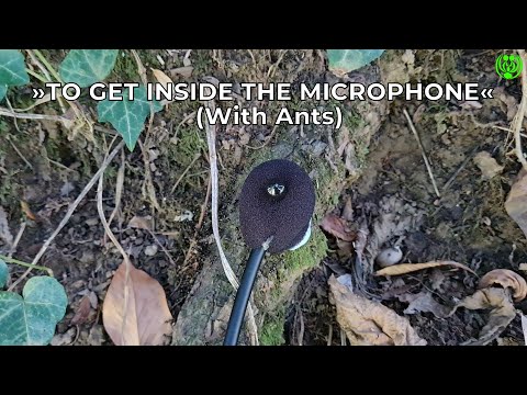 Cover »TO GET INSIDE THE MICROPHONE« @With Ants (25/8/2025)