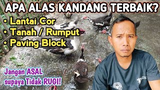 TRICK ANTI BAU!SEBELUM TERNAK PERHATIKAN HAL INI,LANTAI KANDANG BERSIH SEHAT,ide usaha sukses #entok
