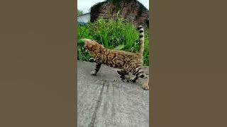 kucing garong🐆 #indonesia #kucing #like #shorts #viralshorts #love #trend #viral