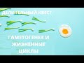 Делительный Квест | Гаметогенез у растений и животных, жизненные циклы