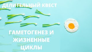 Делительный Квест | Гаметогенез у растений и животных, жизненные циклы