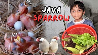 Java Sparrow breeding tips || java finch ka 3rd Breeding Clutch start ho gya hy