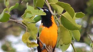 Turpial Icterus Icterus