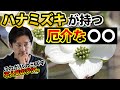 【剪定上級編】ハナミズキは素人では綺麗に育てられないから人気が出ない問題を解消する