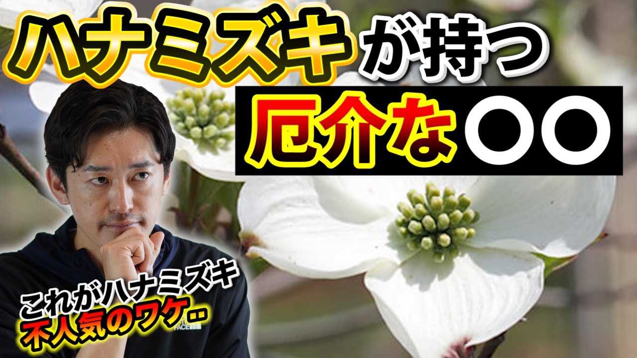 剪定上級編 ハナミズキは素人では綺麗に育てられないから人気が出ない問題を解消する Youtube