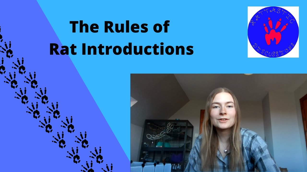 The Rules of Rat Introductions - YouTube