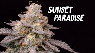 Sunset Paradise - Seed to Harvest (Paradise Seeds) AC Infinity 4x4 Grow Tent & Controller 69