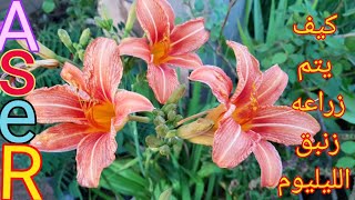 كيف يتم زراعه زنبق الليليوم ورائحتها الجميله🌼Lilium💐