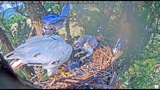 Angel Leucistic Red Tailed Hawk ~ Angel Brings In Two Young Blue Jays! 5.24.23