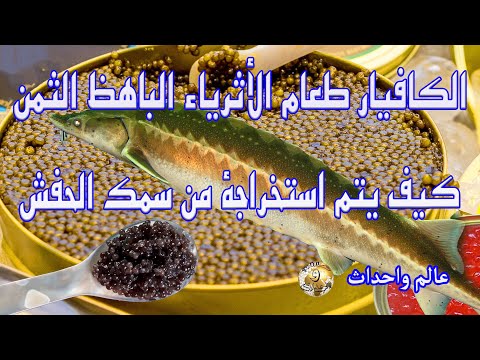 الكافيار كيف يتم استخراجة من سمك الحفش وانواعة باهظة الثمن 