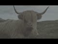 viking cow (Yak)