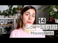 14 Low-Light Houseplants! | Plants That Survive Low Light.