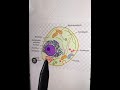 Eukaryotic Cell