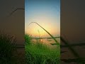 Cinematic Shorts | Nature View | #shorts