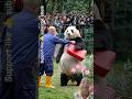 Trainer Gave Panda a Bag… Everyone Burst Out Laughing! 😂🐼 | Funniest Panda Shorts