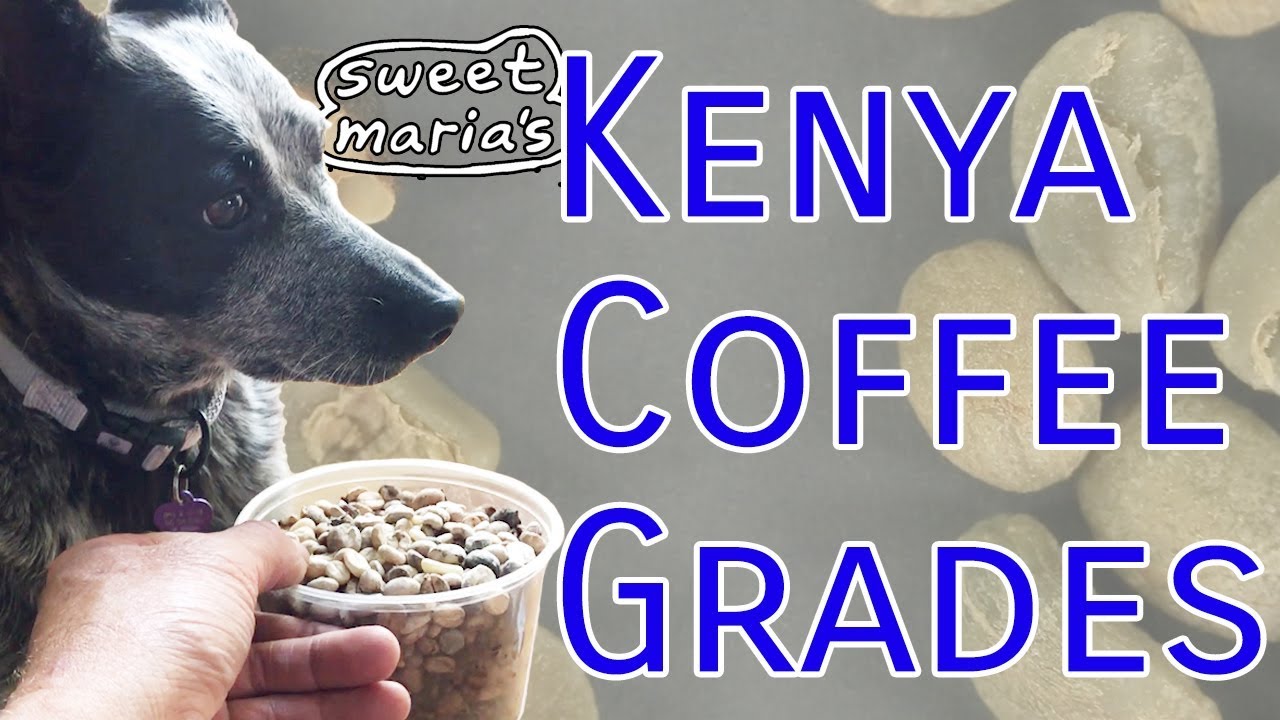 Kenya Coffee Grades