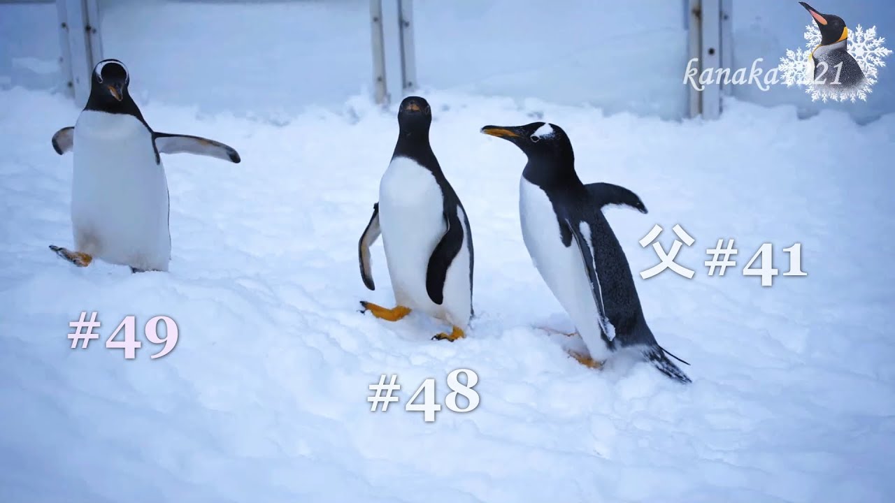 旭山動物園 仔ペンギン49番に厳しい父41番 - YouTube