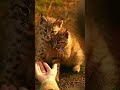 The girl wanted to take the cub, but he did not want to part with his sister. #cat #funny