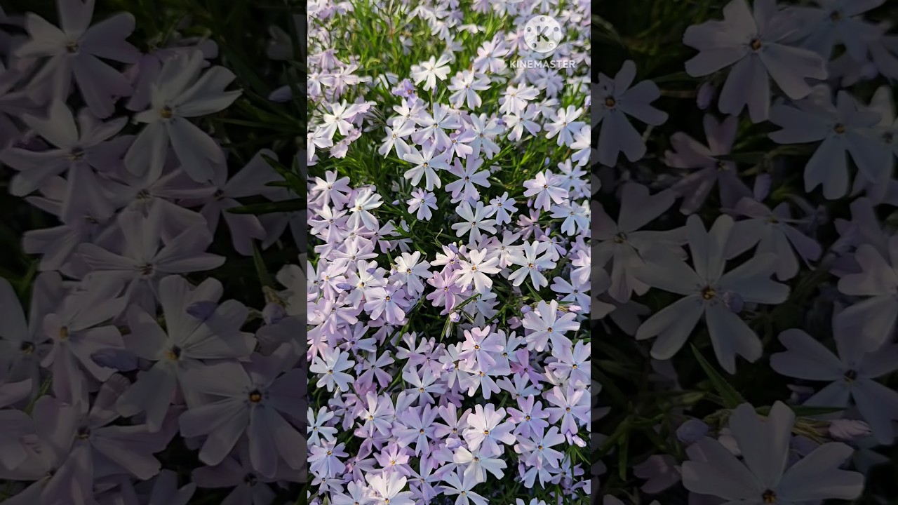 Phlox subulata 'Emerald Cushion Blue' / 