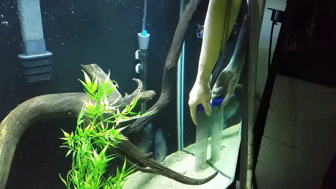 Starting aquarium vacuum siphon the easy way YouTube