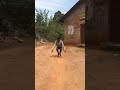 am just trying guys