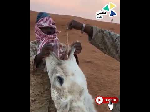 طريقة علاج مرض الهيام