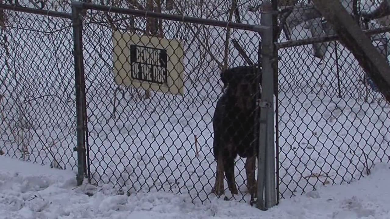 Dog saves family from fire - YouTube