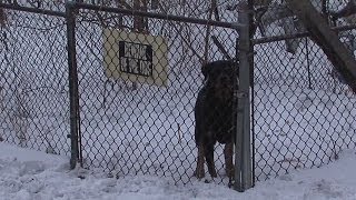 Dog saves family from fire