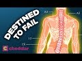 The Human Back Is A Design Disaster - Cheddar Explores