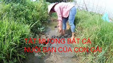 Experience slapping a ditch to catch fish