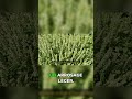 Vous cultivez mal vos herbes aromatiques (voici pourquoi elles rapportent peu) #jardin #conseil