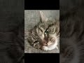 An Edit Of My Cat!