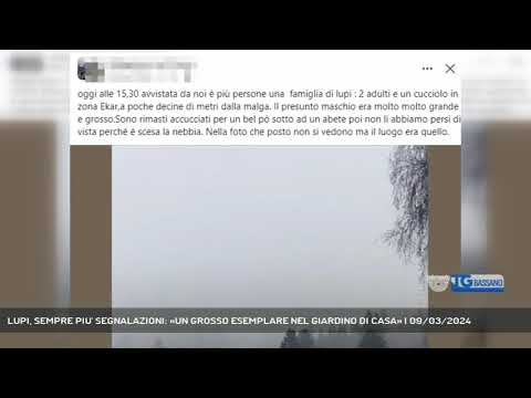 LUPI, SEMPRE PIU' SEGNALAZIONI: «UN GROSSO ESEMPLARE NEL GIARDINO DI CASA» | 09/03/2024