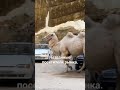 Кабардино- Балкария.Чегемское ущелье.Гости рынка.