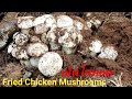 เก็บเห็ดไก่ทอดในอเมริกา picking Fried Chicken Mushrooms (USA) 5.8.2021