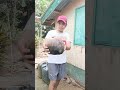 The dog grinder the coconut #comedy