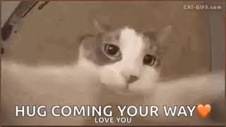 Cat Gif