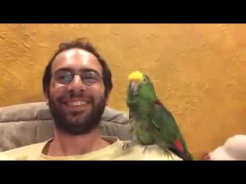 თუთიყუში \"ჩემო ციცინათელა\"-ს მღერის