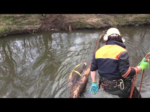 Winching fallen ash tree from River Almond